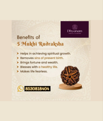 5 Mukhi Siddha Nepali Rudraksha🙏🏻🌸