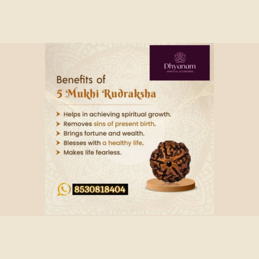 5 Mukhi Siddha Nepali Rudraksha🙏🏻🌸