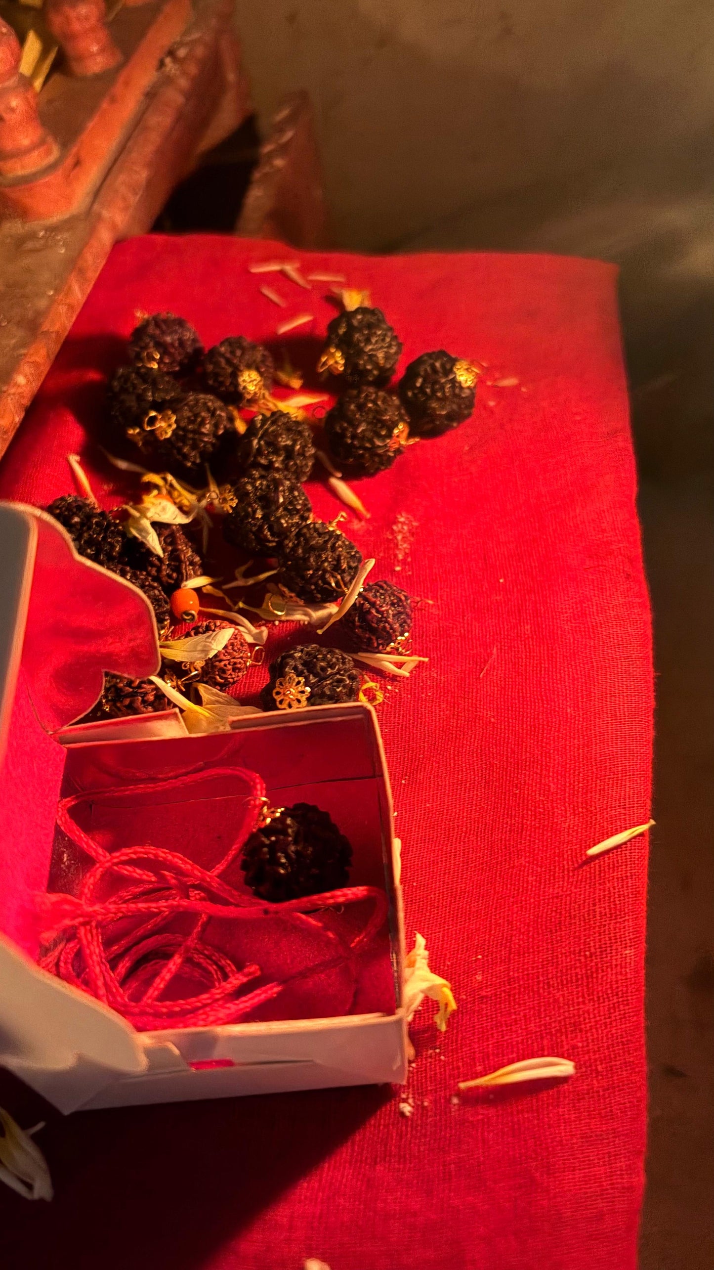 5 Mukhi Siddha Nepali Rudraksha🙏🏻🌸