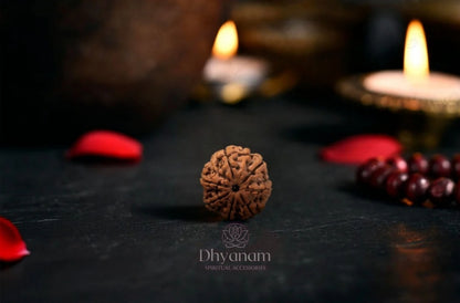 Authentic Nepali 7 Mukhi Rudraksha✨️📿